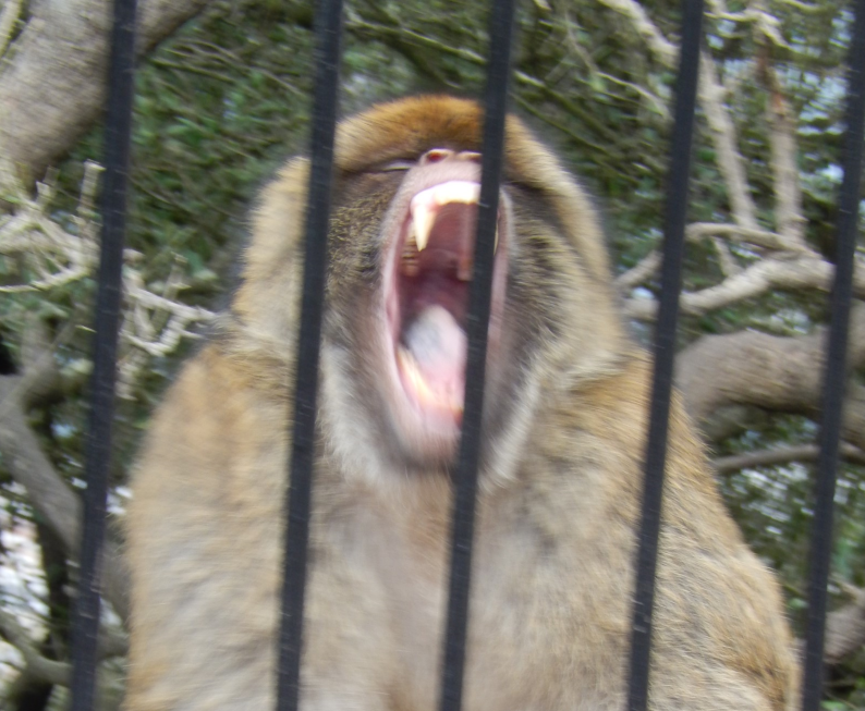 Gibraltar Monkey Behind Fence