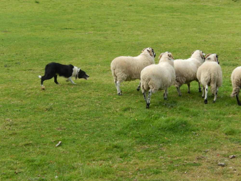 Border Collie Herding Sheep