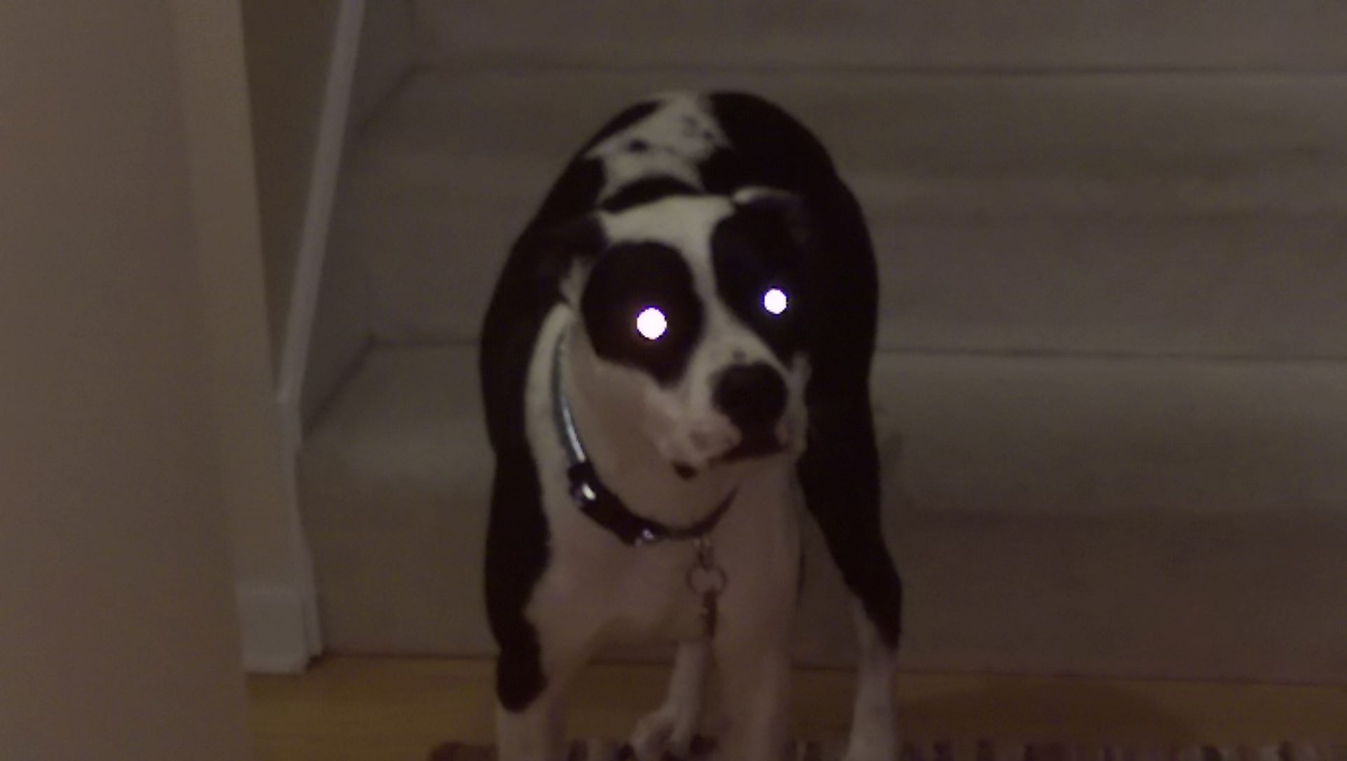 Dog in darkness
