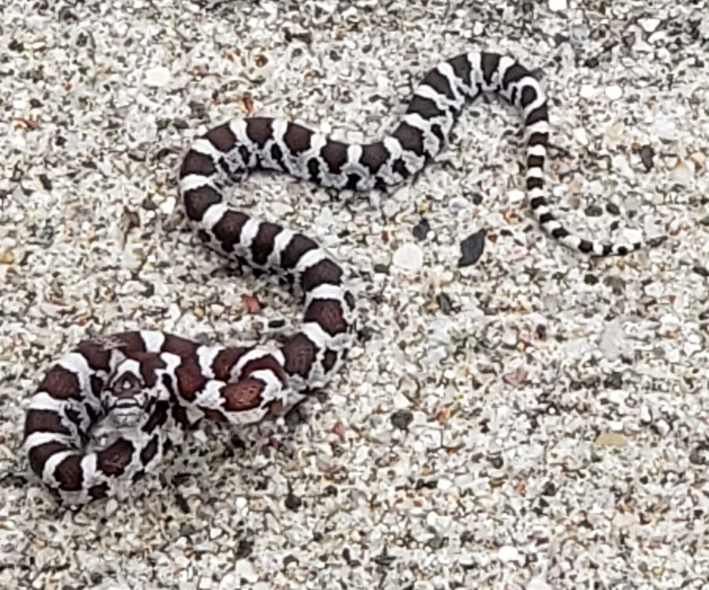 Snake on Sidewalk