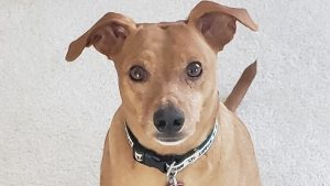 Dog staring at camera