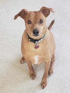 Dash a Rescue Dog
