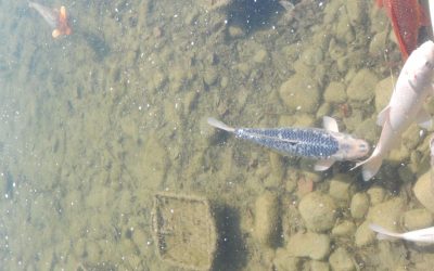 Phishing Attacks Are Increasing; Don’t Get Reeled In