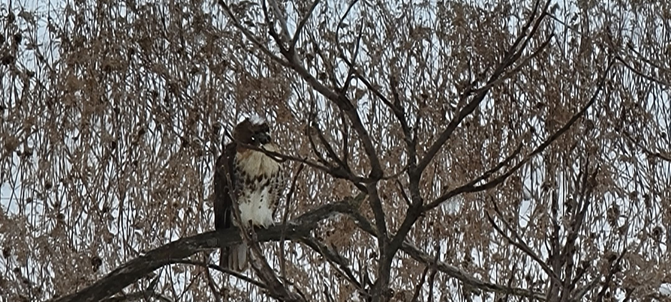 Hawk waiting for Prey