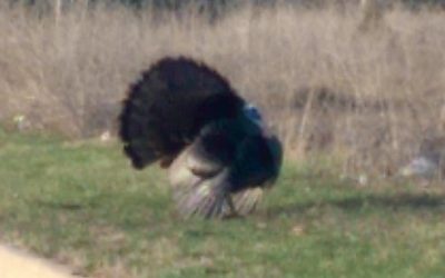 Happy Thanksgiving – 2019