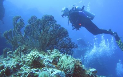 Suing Client for Unpaid Legal Fees May Cost You