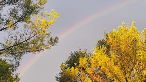 Rainbow in between trees